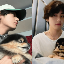 CHUTOGEL : Yeontan, anjing kesayangan V BTS:  Kesehatan, foto, dan video terbaru