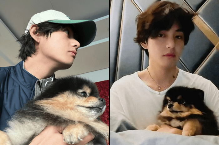 CHUTOGEL : Yeontan, anjing kesayangan V BTS:  Kesehatan, foto, dan video terbaru