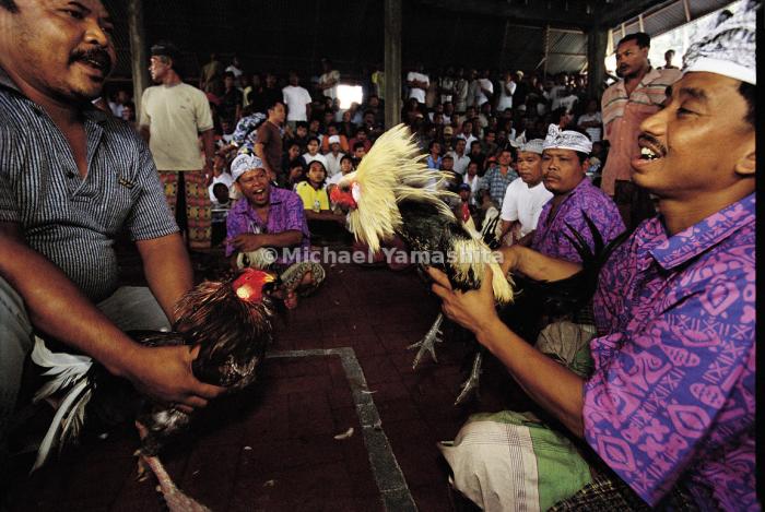 CHUTOGEL - Sejarah panjang sabung ayam di budaya Indonesia