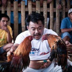 CHUTOGEL - Sabung ayam dan pengaruhnya dalam budaya lokal