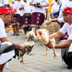 CHUTOGEL - Asal-usul permainan sabung ayam di Indonesia