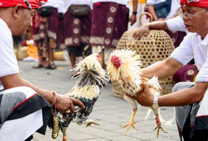 CHUTOGEL - Asal-usul permainan sabung ayam di Indonesia