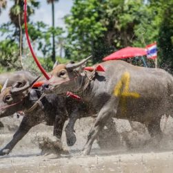 CHUTOGEL - Pacuan kerbau dan elemen taruhan di Toraja