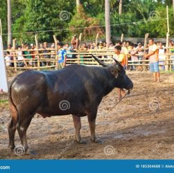 CHUTOGEL - Sejarah taruhan tradisional dalam pacuan sapi